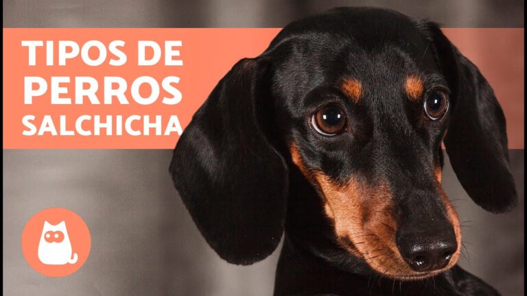 Variedades de Mini Salchichas: Una Gu&iacute;a Completa