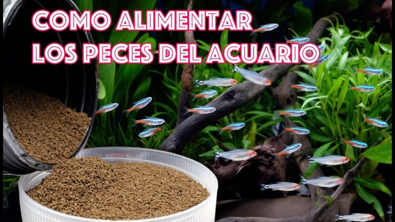Variedades de salchichas Frankfurt con alto contenido proteico
